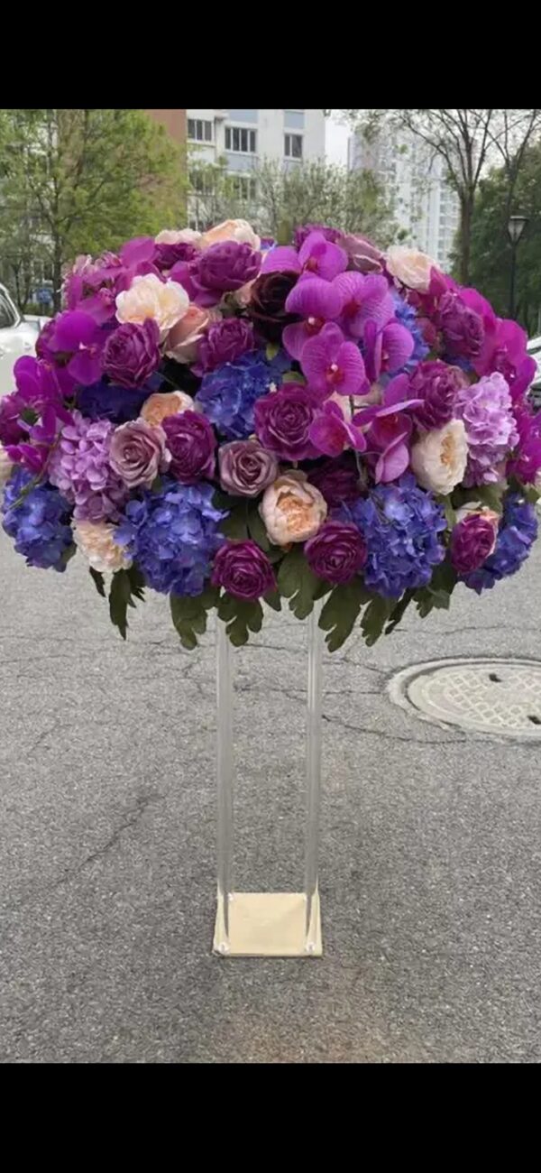 Viola